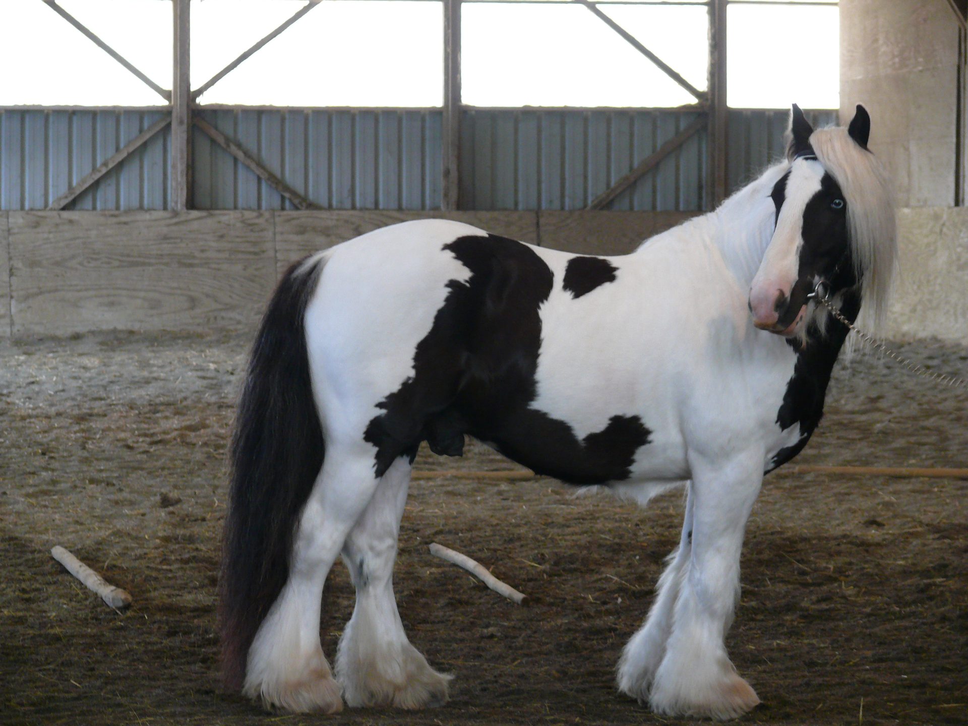 Archy à Aniane 2015