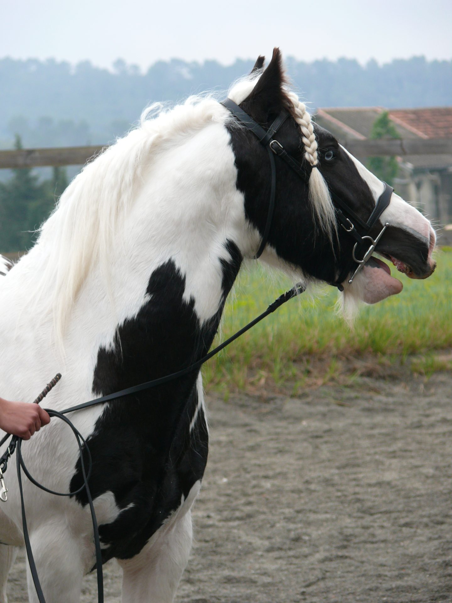 Archy à Aniane 2015