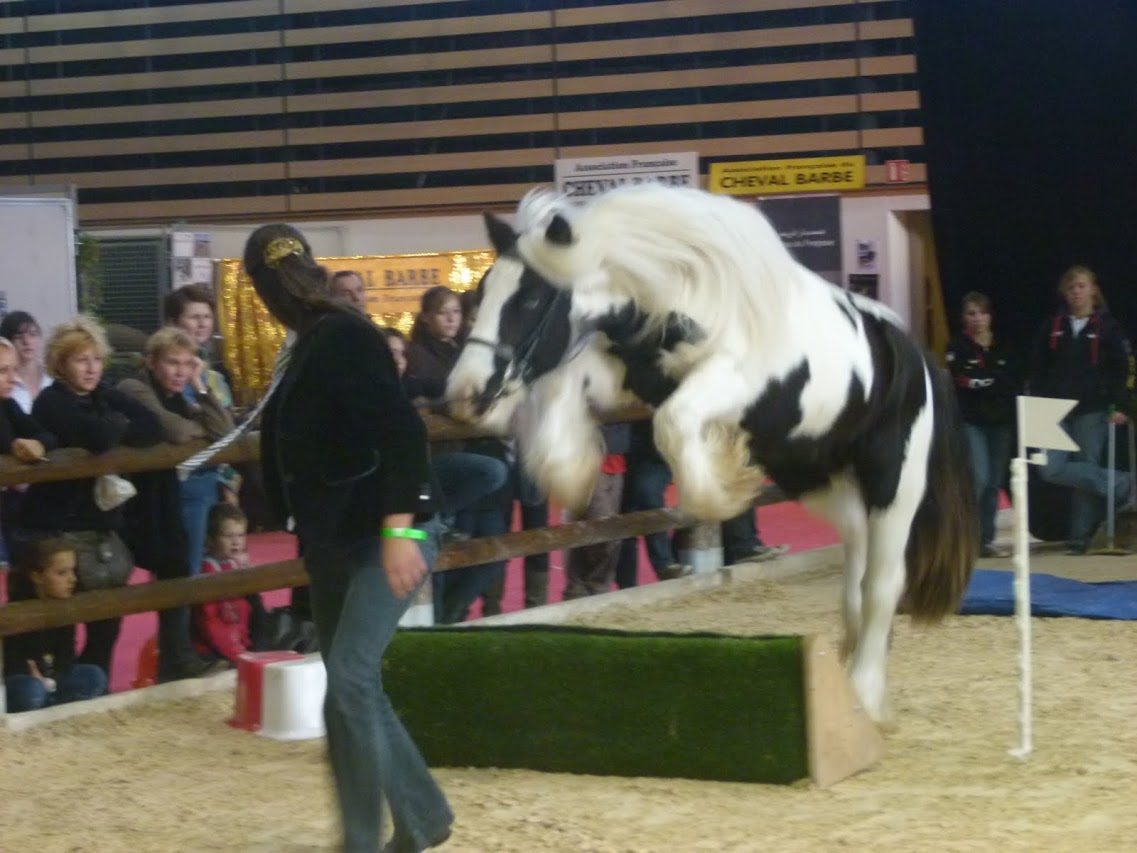 Archy à Equita Lyon 2012