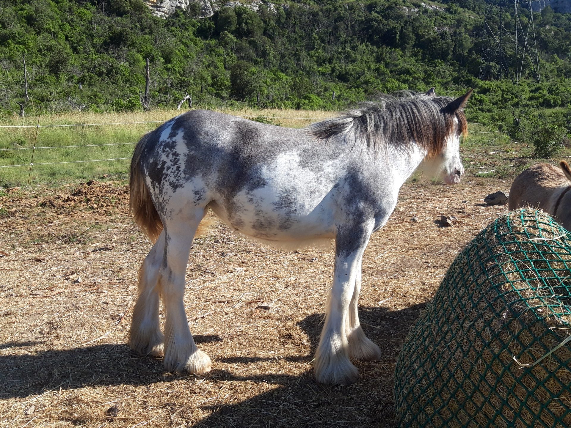 HC Jinba Ittaï — Jument Irish Cob
