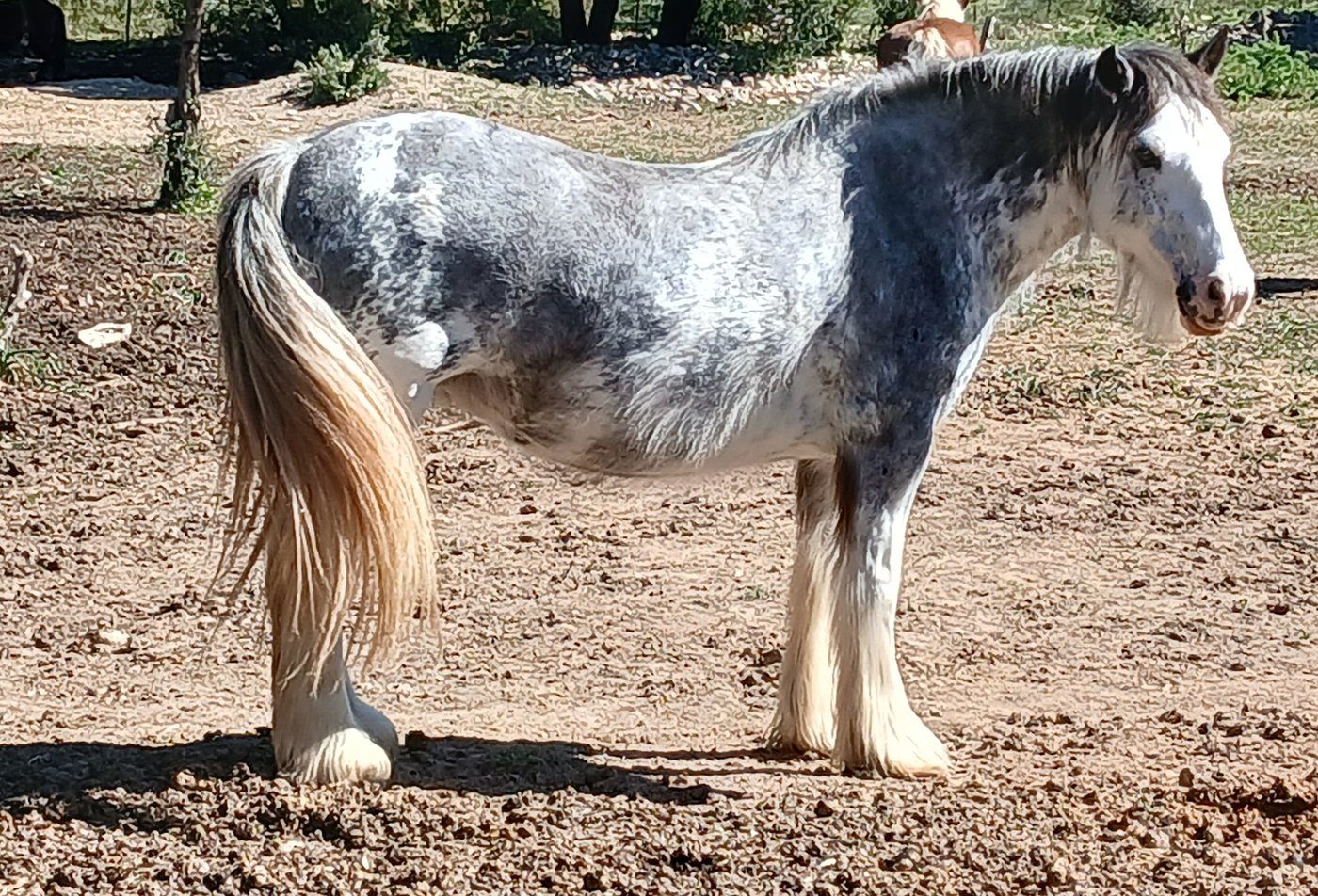 HC Jinba Ittaï — Jument Irish Cob