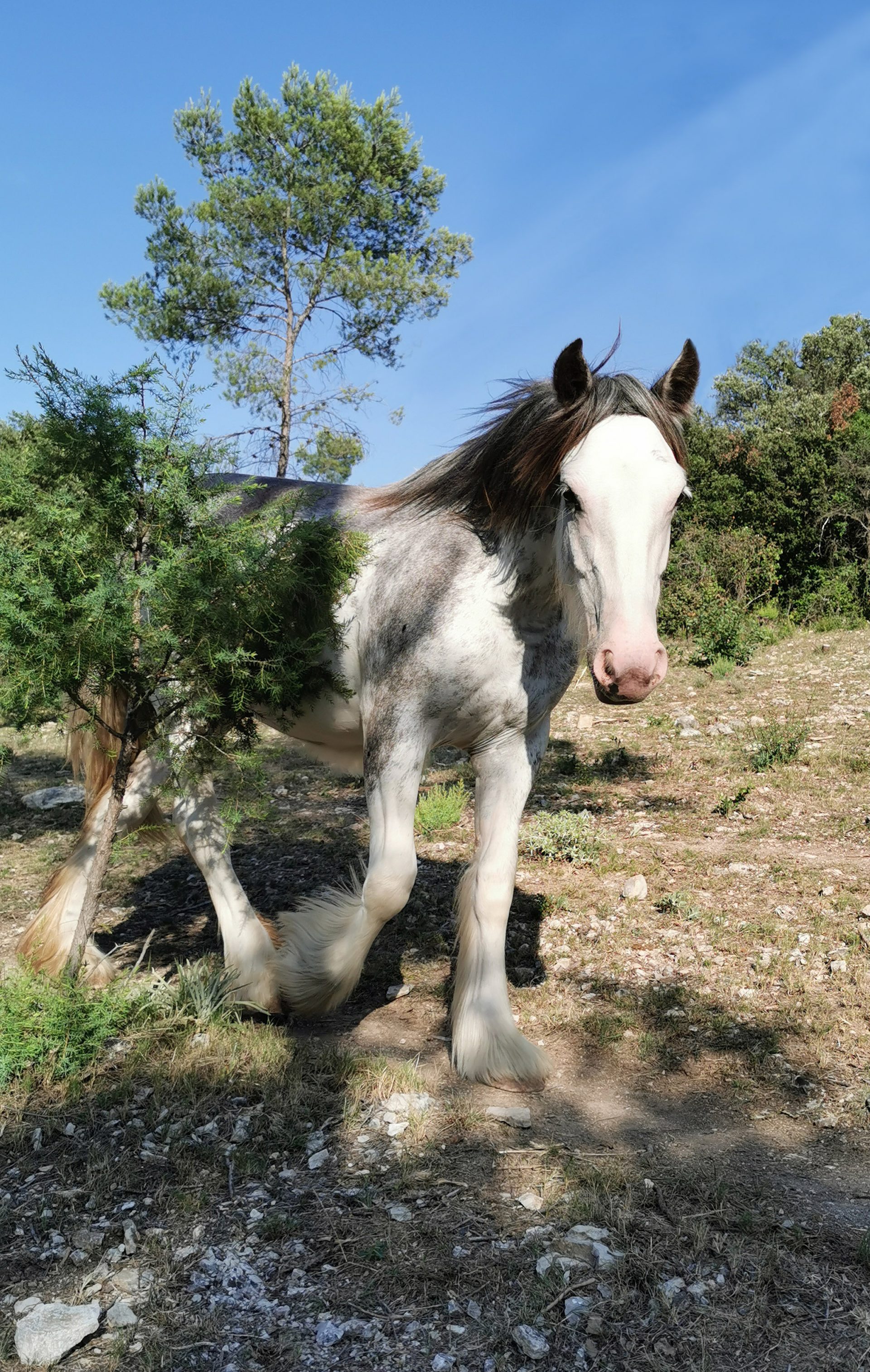 HC Jinba Ittaï — Jument Irish Cob