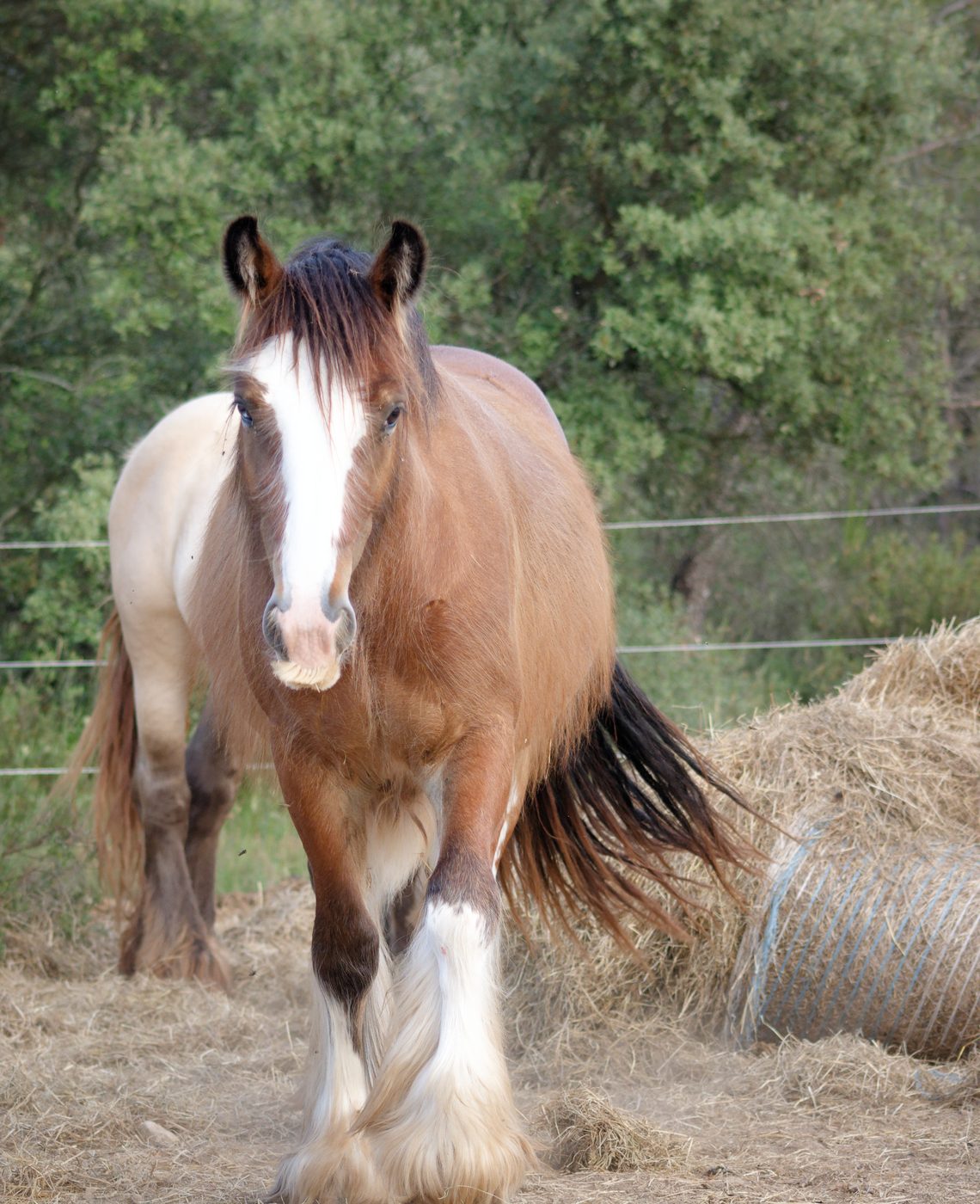 Nashi — Hongre Irish Cob