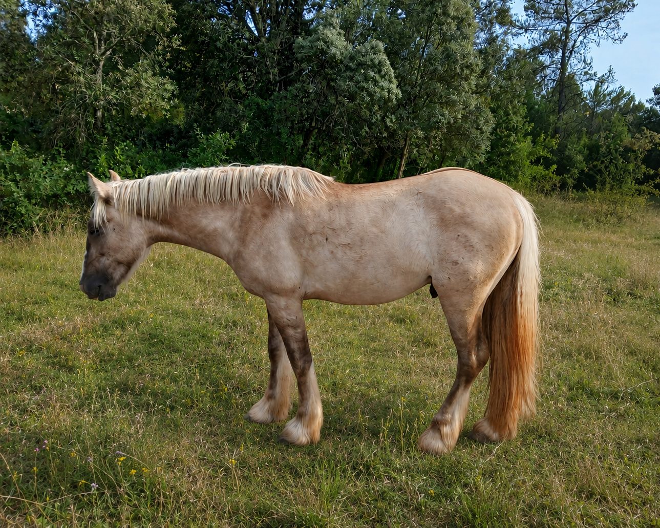 HC Omamori — Irish Cob Partbred