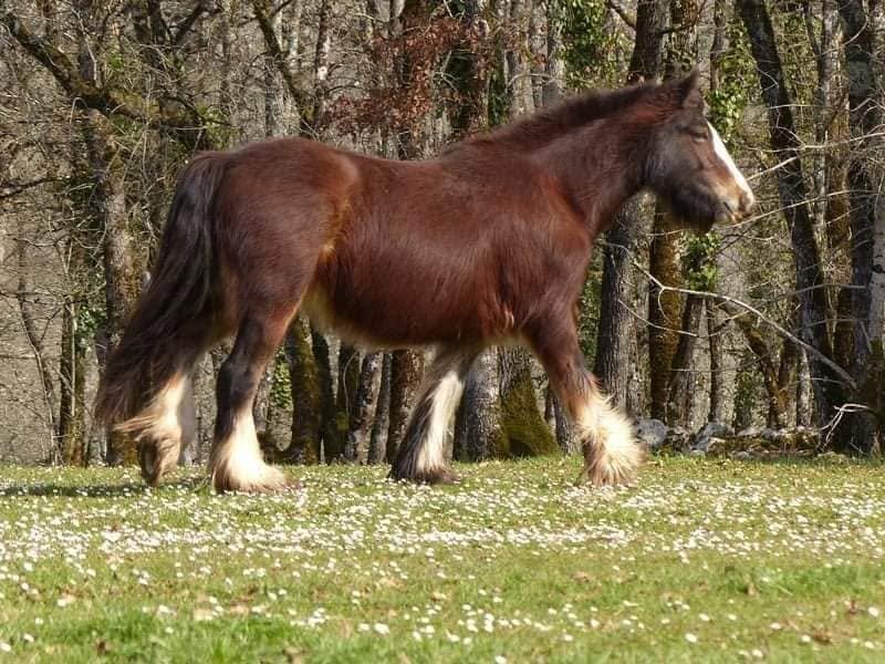 SD Ruby